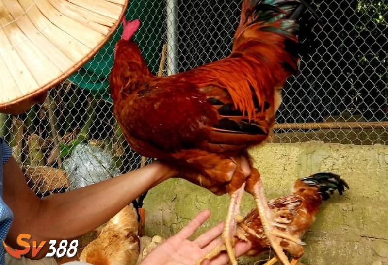 Bài tập nhồi gà giúp phát huy sức mạnh phần canh và chân Bài tập nhồi gà giúp phát huy sức mạnh phần canh và chân