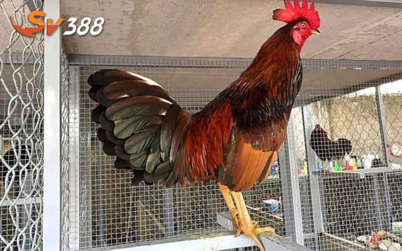 Cách nuôi gà đá cựa sắt được chia làm nhiều giai đoạn Cách nuôi gà đá cựa sắt được chia làm nhiều giai đoạn