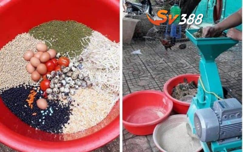 Chế độ ăn đầy đủ dinh dưỡng và chứa nhiều protein Chế độ ăn đầy đủ dinh dưỡng và chứa nhiều protein
