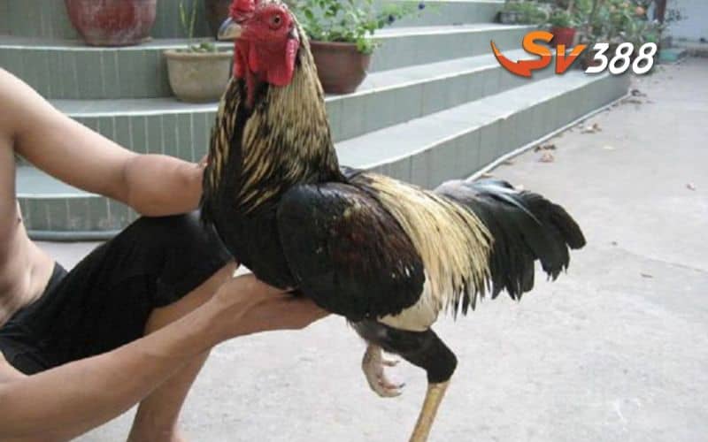 Chú ý chế độ nghỉ ngơi hợp lý cho gà cựa sắt sau khi thi đấu Chú ý chế độ nghỉ ngơi hợp lý cho gà cựa sắt sau khi thi đấu