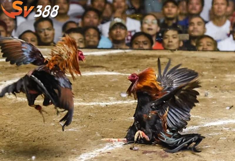 Luật chấp trong đá gà là các quy định đảm bảo sự công bằng Luật chấp trong đá gà là các quy định đảm bảo sự công bằng
